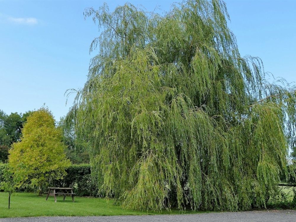 The Willows Wincanton Exterior foto